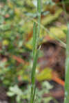 Narrowleaf silkgrass